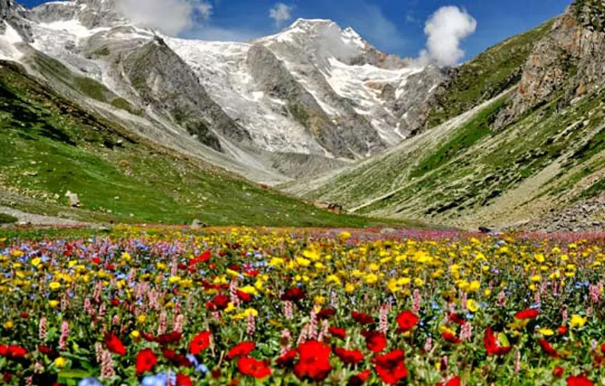 Clifftop Club, Auli